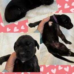 Ruby - Black female Great Dane puppy in Wellsville, New York from Prophecy Danes