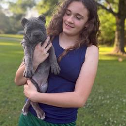Orange collar - Gray brindle female Cane Corso puppy in Opelousas, Louisiana from Azelees Cane Corso