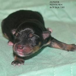 Zephyr - Black tri male Miniature Australian Shepherd puppy in Patterson, North Carolina from DreamLine Aussies