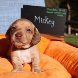 Mickey - Chocolate male Dachshund puppy in Prospect, Oregon from Spunky Sausage Pups