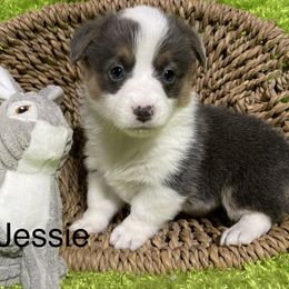 Aussiedoodle, Cavapoo, Cockapoo, and Pembroke Welsh Corgi Puppies from Cobbs Creek Canines