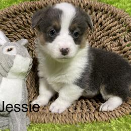 Aussiedoodle, Cavapoo, Cockapoo, and Pembroke Welsh Corgi Puppies from Cobbs Creek Canines