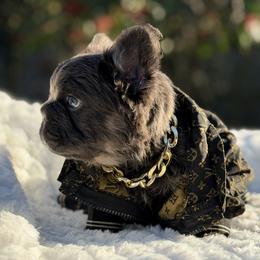 Mr. Midas - Blue tri-color male Bulldog puppy in Rockledge, Florida from BV Bulldogs