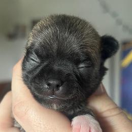 Legacy - Black sabled fawn female Chihuahua puppy in New Castle, Delaware from Sasha’s Elite Kennel LLC