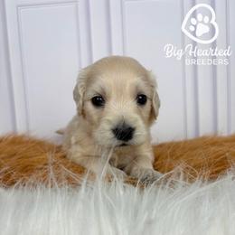 Binx - Cream male Goldendoodle puppy in Utah County, Utah from Big Hearted Breeders