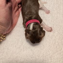 Dachshund Puppies from Hot Diggity Dachshunds