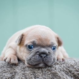 French Bulldog Puppies from ImAgem Frenchies