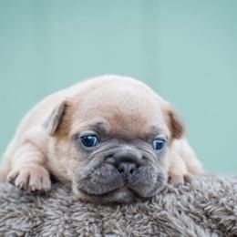 French Bulldog Puppies from ImAgem Frenchies