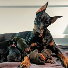 Venus - Doberman Pinscher