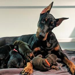 Venus - Doberman Pinscher