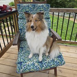 Kona - Shetland Sheepdog