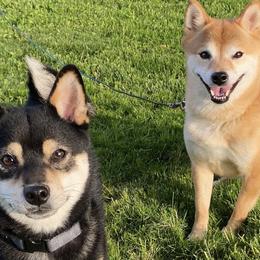 Shiba Inu from Belle City Shibas