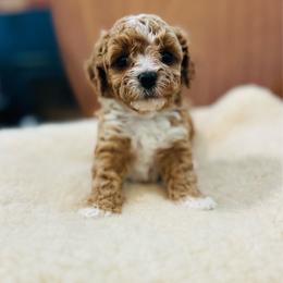 Molly - female Cavapoochon puppy in Natural Bridge, Virginia from Rockbridge Puppies