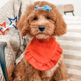 Coral - Red  female Goldendoodle puppy in Iola, Texas from Supreme Doodles of Texas
