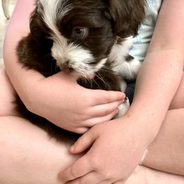 Aussiedoodle Puppies from Ever After Mini Doodles