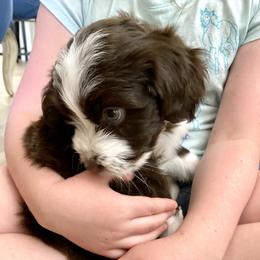 Aussiedoodle Puppies from Ever After Mini Doodles