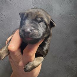 Mel B - Sable female German Shepherd puppy in Oakland, Oregon from VHM German Shepherds
