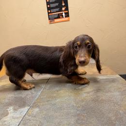 Brute - Chocolate and tan male Dachshund puppy in Irving, Texas from DFW Dachshunds by G & S