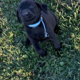 Chesapeake Bay Retrievers and Labrador Retrievers from Cordrays Raise-N-Hell Kennels