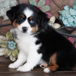 Black tri female - Black tri female Miniature Australian Shepherd puppy in Lawton, Oklahoma from Lindsey’s Aussies