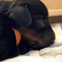 Dachshund Puppies from Vom Dörnerstein