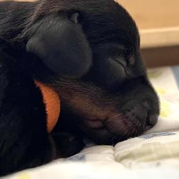 Dachshund Puppies from Vom Dörnerstein