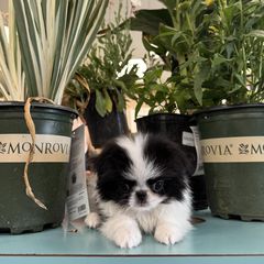 Japanese Chin puppies from Briarlea Japanese Chin