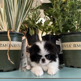 Japanese Chin puppies from Briarlea Japanese Chin
