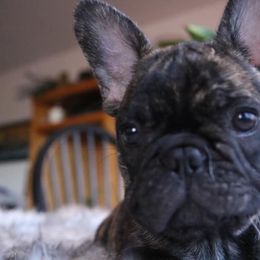 French Bulldog Puppies from Le Petite Lion