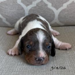 Boy 3 - Dapple male Dachshund puppy in Joshua Tree, California from Desert Dreams Ranch