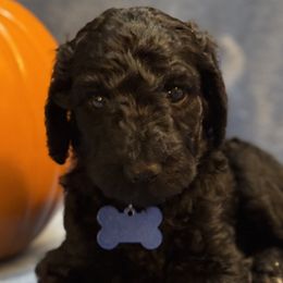 Blue Collar - Poodle puppy from Stonewick Poodles
