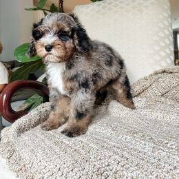 Cockapoo Puppies from Cockapoo Puppies and Co.