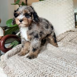 Cockapoo Puppies from Cockapoo Puppies and Co.