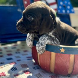 German Shorthaired Pointer Puppies from MaggieMae Andersen