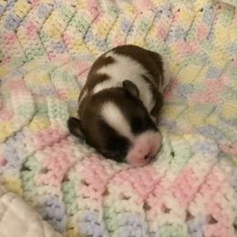 Papillon Puppies from 329 Cheerio Tiny Papillons