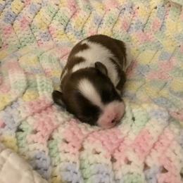 Papillon Puppies from 329 Cheerio Tiny Papillons