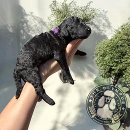 Mor - Silver female Poodle puppy in Spring Hills, Florida from The Olympus Standard Poodle