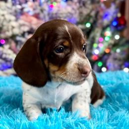 Chip - Piebald male Dachshund puppy in Gentry, Arkansas from Sweet As Pie Doxies