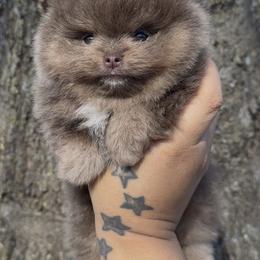 Pomeranian Puppies from Cascade Pomeranians