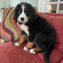 Yellow Collar - Black rust and white female Bernese Mountain Dog puppy in Comer, Georgia from Water Oak Farm