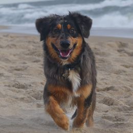 Australian Shepherd All Grown Up from Golden Aussies