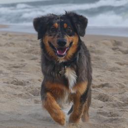 Australian Shepherd All Grown Up from Golden Aussies