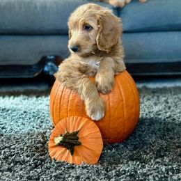 Goldendoodle Puppies from Celestial Doodles