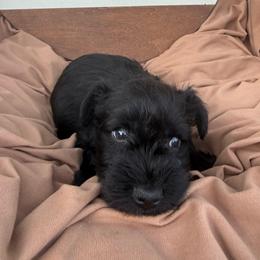 Turquoise - Black male Miniature Schnauzer puppy in Smyrna, Tennessee from Moore's Miniature Schnauzers