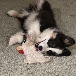 Pembroke Welsh Corgi and Poodle Puppies from Blue Diamond Kennel