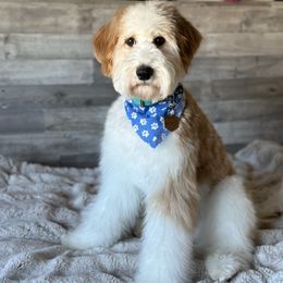 Ryder - Goldendoodle