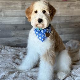 Ryder - Goldendoodle