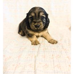 Rosie - Cream female Dachshund puppy in Sylvania, Alabama from Yancey’s Doxies