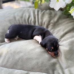 Kenzie AKC - Piebald female Dachshund puppy in Sacramento, California from Valentina's mini  AKC Dachshunds