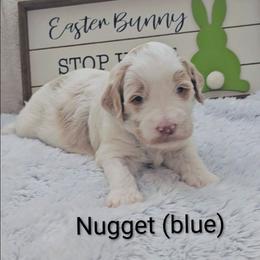 Blue collar - Parti male Goldendoodle puppy in Fayetteville, North Carolina from Frannie's Goldendoodle Puppies
